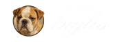Cachorros Bulldog Inglés